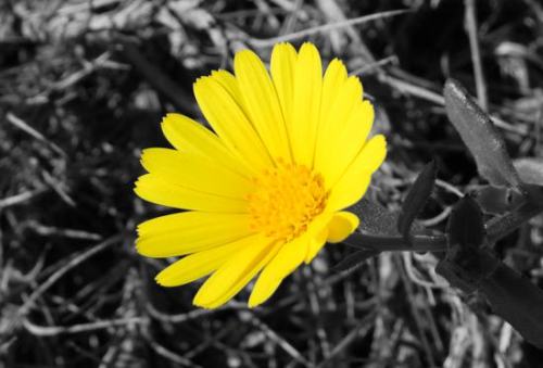 Жовта квіточка